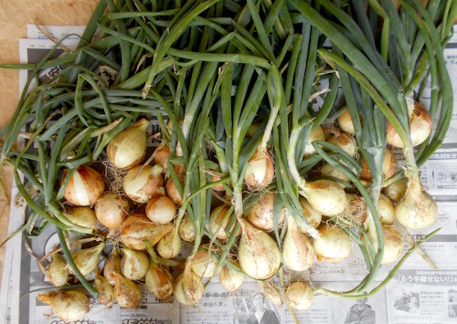 おりーぶ保育室　お庭遊び