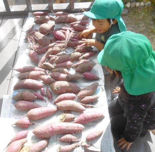おりーぶ保育室　芋掘り