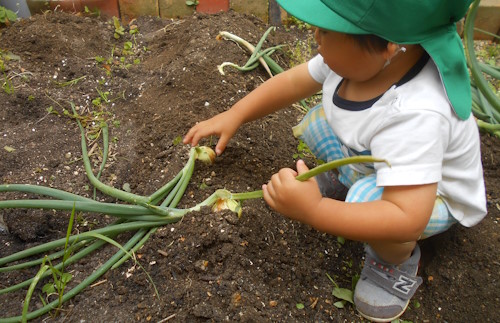 おりーぶ保育室　たまねぎ収穫